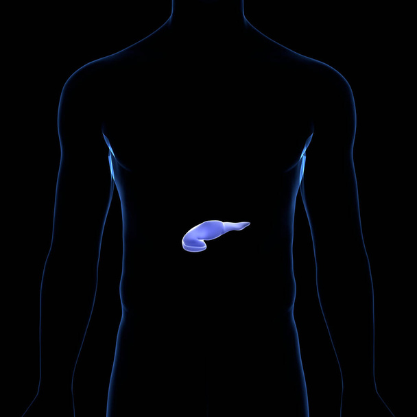 Внутренние органы человека поджелудочная железа с анатомией желчного пузыря. 3D - Фото, изображение