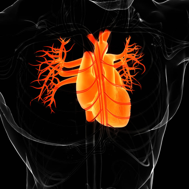 Циркуляційна система людини Анатомія серця. тривимірний
 - Фото, зображення