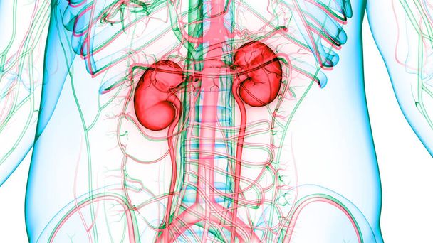 Anatomía renal del sistema urinario humano. 3D - Foto, Imagen