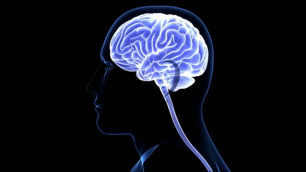 Ihmisen hermoston keskuselin Aivoanatomia. 3D - Valokuva, kuva