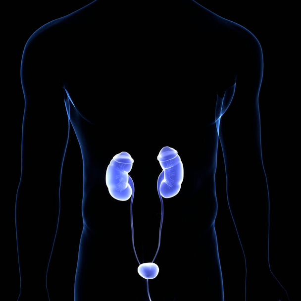 人間の尿系腎臓解剖学。3D - 写真・画像