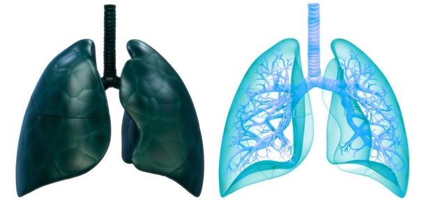 Concepto 3D de Anatomía Pulmonar del Sistema Respiratorio Humano - Foto, imagen