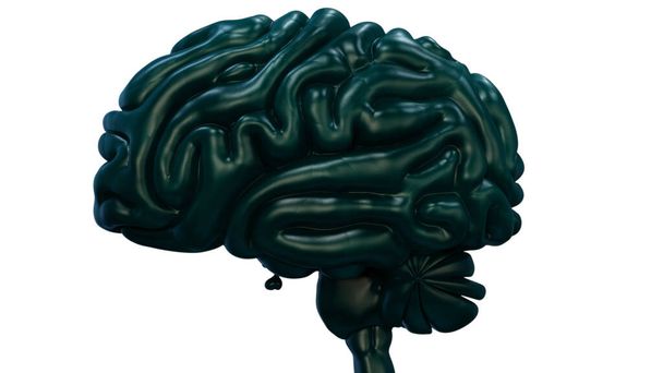 Órgano Central del Sistema Nervioso Humano Anatomía Cerebral. 3D - Foto, Imagen