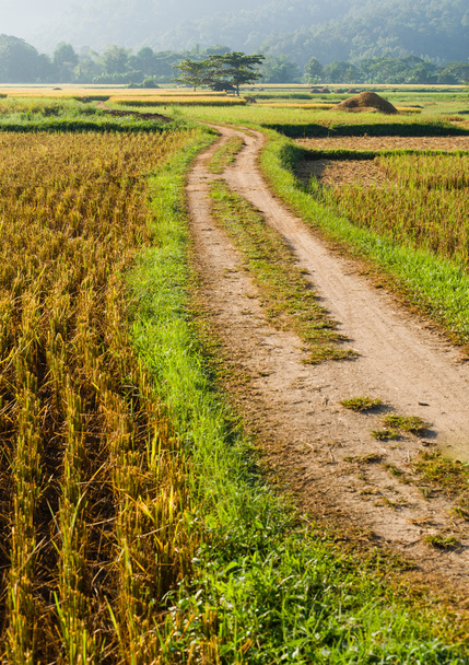 camino de la pista al campo de arroz
 - Foto, imagen