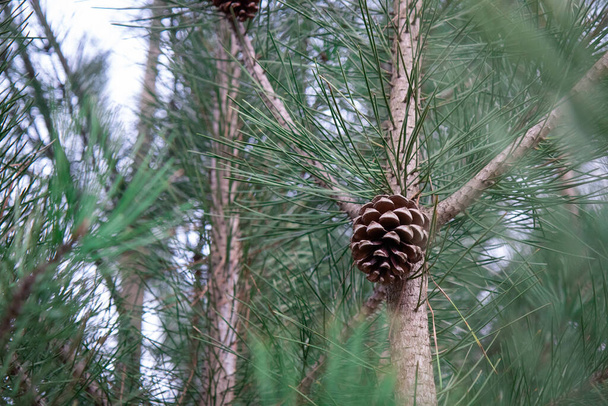 Cône de pin sur une branche de pin avec un premier plan flou placé dans le tiers inférieur droit. - Photo, image