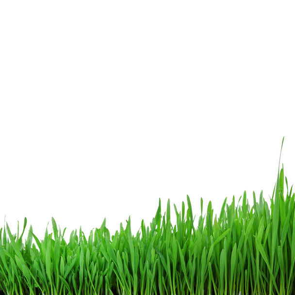 Wheat grass - Zdjęcie, obraz