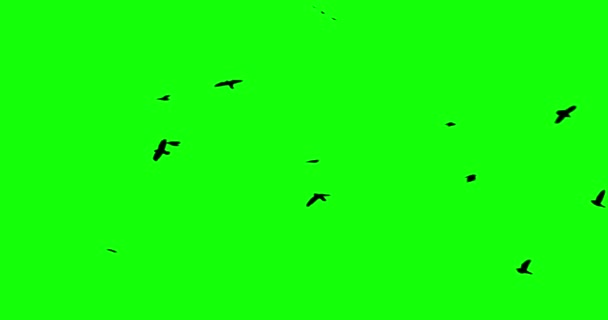 Chroma key aves cuervo flok en skyes alfa canal vista inferior - Metraje, vídeo