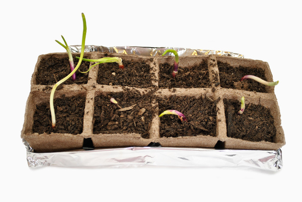 Red Onion Sprout in a Peat Pot - Photo, Image