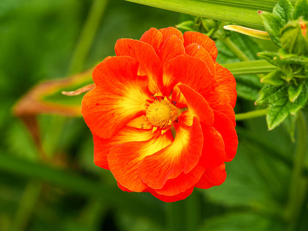 Schöne doppelte Potentilla William Rollison Cinquefoil Blume - Foto, Bild