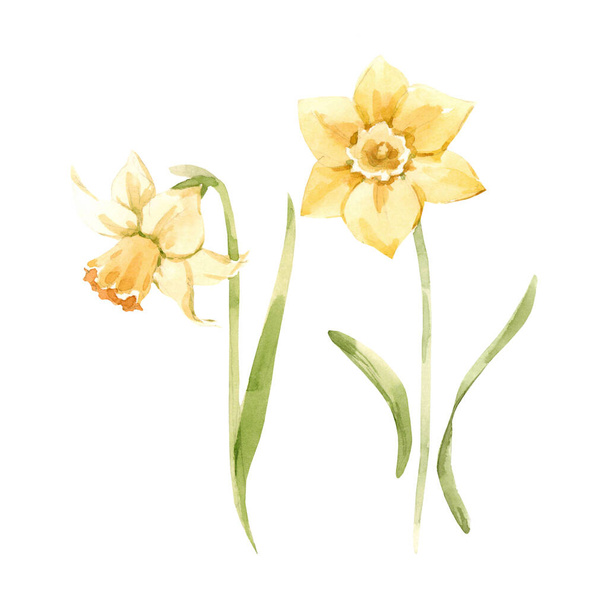 Beautiful image with watercolor gentle blooming narcissus flowers. Stock illustration. - Foto, Imagem