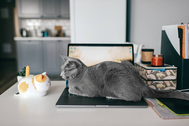 Cracow, Poland - March 31, 2019: beautiful russian blue cat with funny muzzle lying on keayboard of notebook and relaxing in home interior on. Purebred adorable playful kitten resting on laptop. - Foto, Imagem