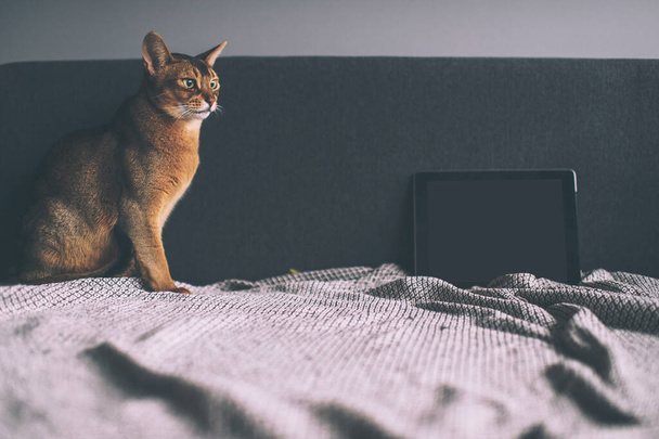 Abyssinian cat watching at tablet screen. Lovely playful kitten at home. - Фото, зображення