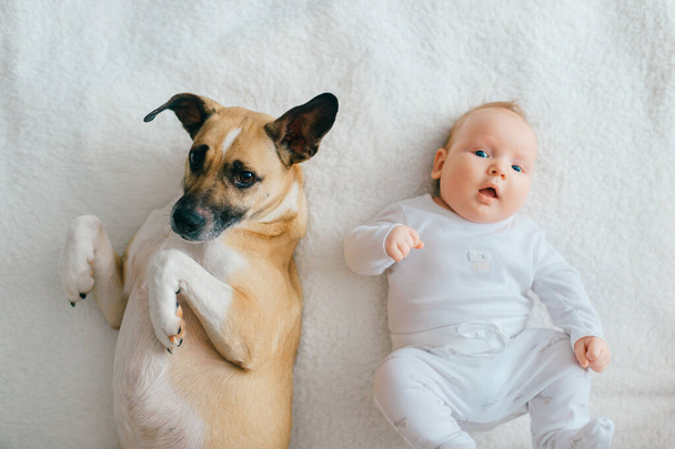 Indoor lifestyle portrait from above of newbhorn baby lying on back together with funny puppy on bed. Adorable couple friendship. Lovely little male child relaxing with dog at home. Carefree childhood - Фото, изображение