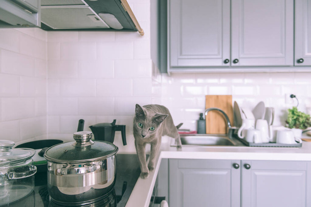 Lovely kitten playing on kitchen. Funny russian blue cat - 写真・画像