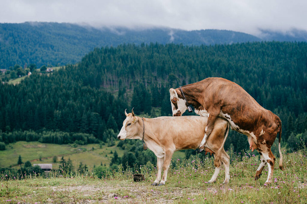 Two funny spotted cows playing sex games on pasture in highland  in summer day. Cattle mating on field with beautiful landscape view at mountains and forest on background.  Animal mating habits - Foto, Imagen