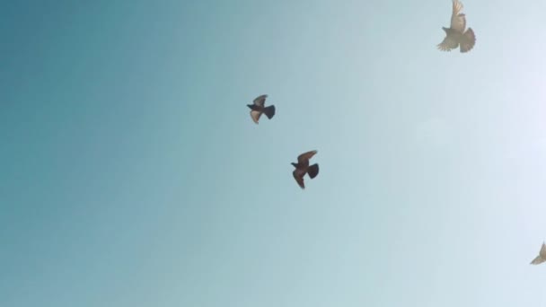 Una bandada de palomas. Una bandada de pájaros contra el cielo. cámara lenta 120fps - Metraje, vídeo