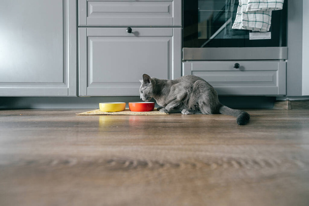 Gatto azzurro russo con muso emotivo espressivo divertente che mangia cibo per gatti su gattino a casa. Ritratto di grazioso gattino nidificante che cena a casa. Carino gattino affamato mangiare sul pavimento - Foto, immagini