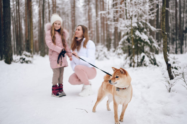 幸せな家族の若い母親とピンクの暖かい外耳道でかわいい女の子雪の白い冬の森の中で赤い柴犬と遊んで歩く屋外。家族スポーツ休暇活動 - 写真・画像