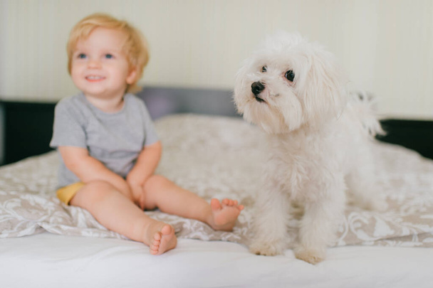 Picture of cute little caucasian boy with short fair hair in grey t-shirt and yellow shorts have a lot of fun with his pretty white dog in bedroom. - Foto, imagen
