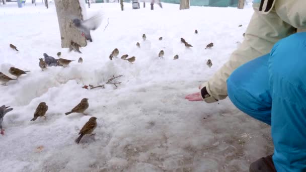 Uccelli (passeri e piccioni) sul terreno innevato mangiare da una mano delle donne nel parco Casa de Campo a Madrid. Snowing durante la tempesta di Filomena. - Filmati, video