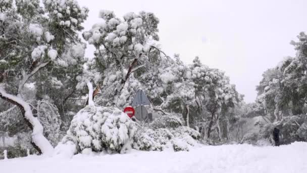 マドリードのカーサ・デ・カンポ公園の雪に覆われた道、いくつかの倒木、松や火。フィロメナの嵐の間の雪.  - 映像、動画