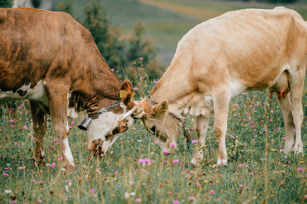 Two funny spotted cows butting heads on pasture with flowers in summer day. Playful cattle activity. Confrontation of two stubborn cows. Bullheaded animals stand off - Φωτογραφία, εικόνα