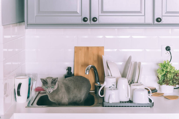 Lovely kitten playing on kitchen. Funny russian blue cat - Foto, afbeelding
