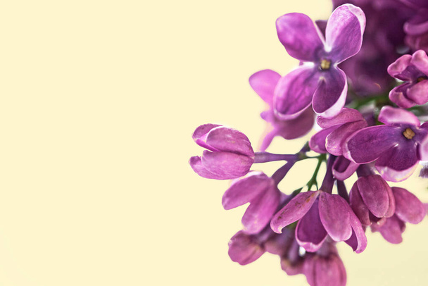 Lilac flower isolated on the yellow background - Photo, image