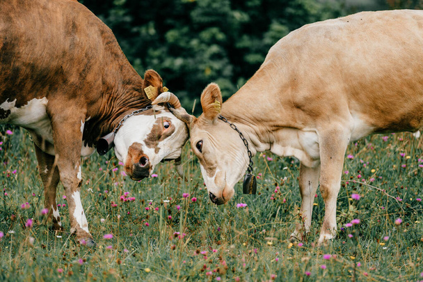 Two funny spotted cows butting heads on pasture with flowers in summer day. Playful cattle activity. Confrontation of two stubborn cows. Bullheaded animals stand off - 写真・画像