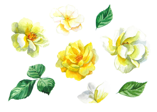 Watercolor flowers illustration with green leaves. Set of hand painted beautiful yellow and white flowers on white background - Photo, Image