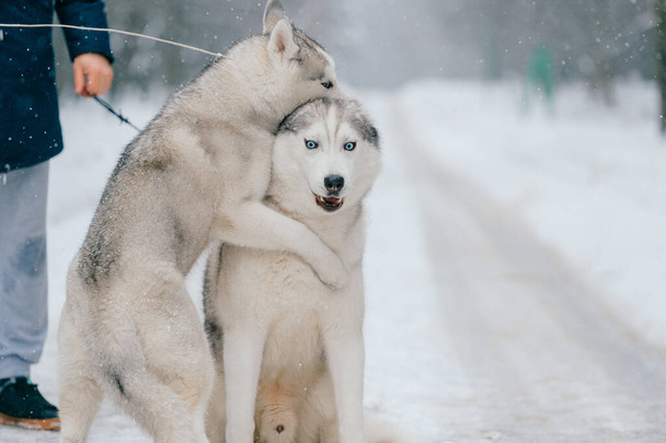Syberian husky couple in winter. Beautiful puppies. Lovely dogs. Friendly pet - Photo, Image