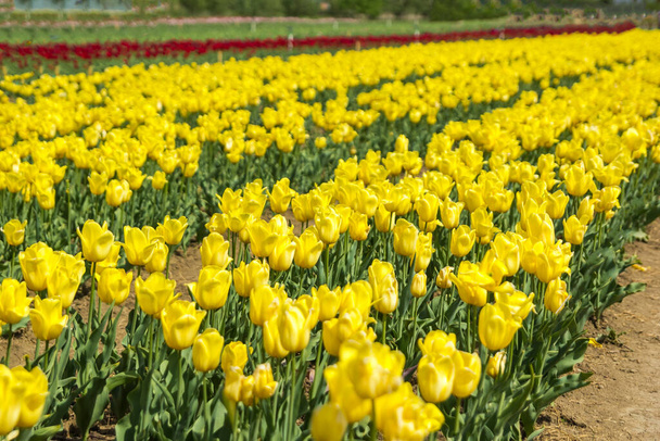 Großes Feld mit gelben Tulpenblüten - Foto, Bild