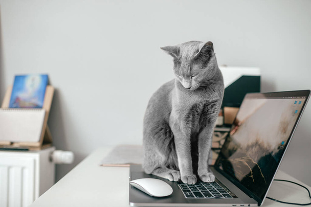 Beautiful russian blue cat lying on notebook in home interior. Lazy kitten resting on laptop. Working concept. - 写真・画像
