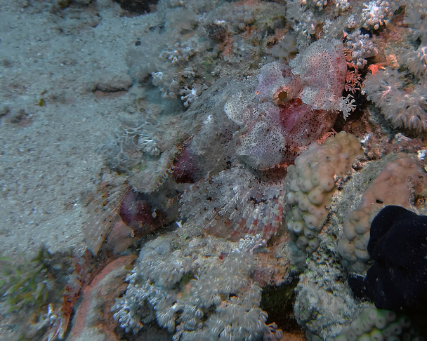 A close up of a Bearded Scorpionfish (Scorpaenopsis barbata) - Photo, Image