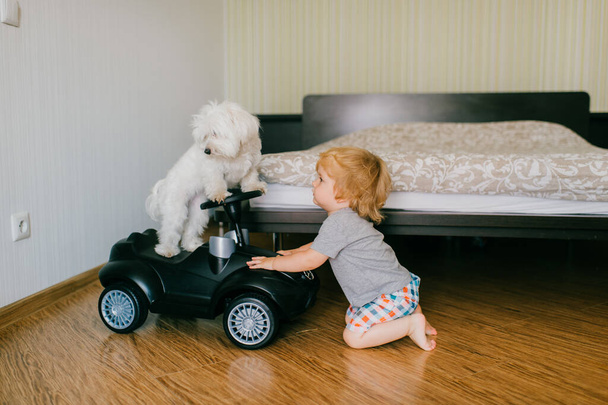 Picture of cute little caucasian boy with short fair hair in grey t-shirt and yellow shorts have a lot of fun with his pretty white dog in bedroom. - Valokuva, kuva