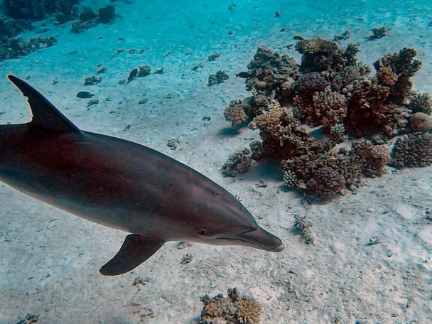 Common Bottlenose Dolphin (Tursiops truncatus) - Photo, Image