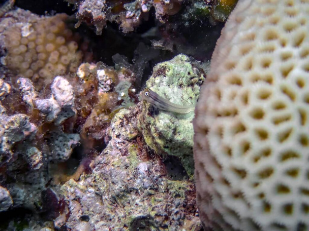 Polpo di un giorno (Octopus cyanea) - Foto, immagini