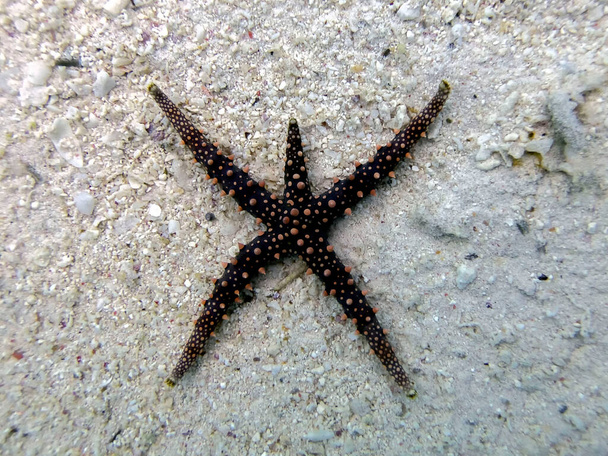 Egyiptomi tengeri csillag (Gomophia egyptiaca) - Fotó, kép