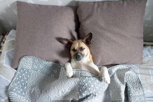 Happy dog lying on back on bed under blanket  - Foto, imagen