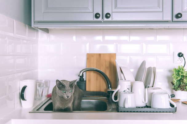 Lovely kitten playing on kitchen. Funny russian blue cat - Fotografie, Obrázek