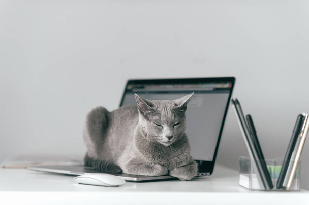 Beautiful russian blue cat with funny emotional muzzle lying on keayboard of notebook and relaxing in home interior on gray background. Breeding adorable gray kitten with blue eyes resting on laptop - Photo, image