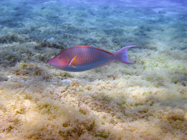A Longnose Parrotfish (Hipposcarus harid) - Photo, Image