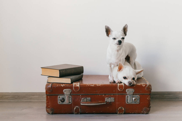 Two chihuahua puppies lying on suitcase. Mammal pets at home. Lovely dogs with funny faces. Domestic animals isolated on white wall. Ready to travel. Vintage books. Odd muzzles looking at camera. - Foto, Imagen