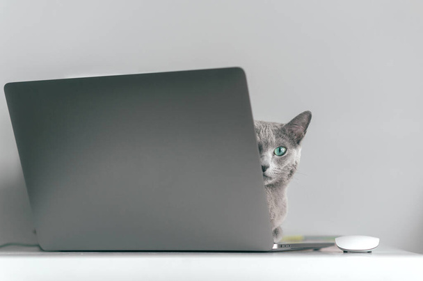 Beautiful russian blue cat with funny emotional muzzle lying on keayboard of notebook and relaxing in home interior on gray background. Breeding adorable gray kitten with blue eyes resting on laptop - Foto, immagini