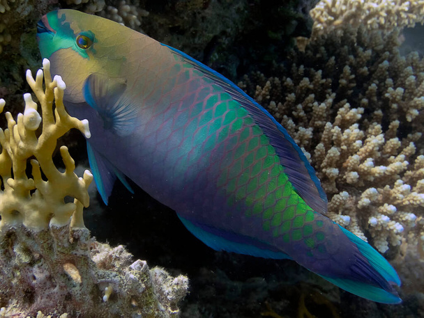 A Rusty Parrotfish (Scarus ferrugineus) - Photo, Image