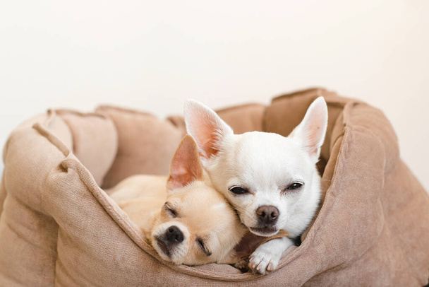 Two lovely, cute and beautiful domestic breed mammal chihuahua p - Fotografie, Obrázek
