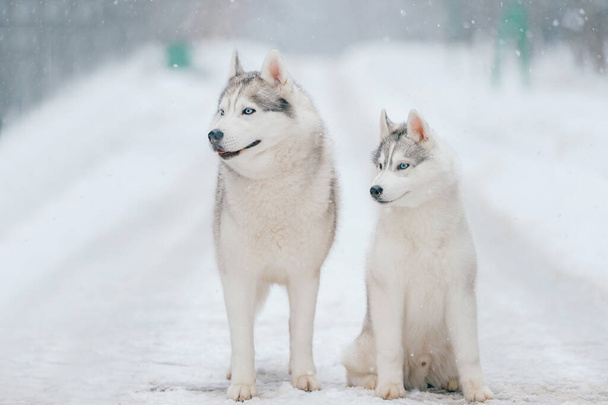Winter portrait of lovely couple of siberian husky puppies standing on snowy road. Cute breeding male & female white dogs in love. Beautiful domestic funny pet family. Pair of playful animals friends. - Foto, immagini