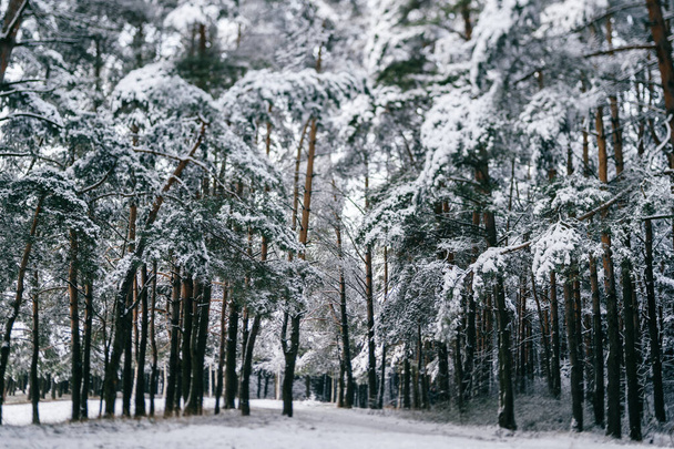 Fantasy fabulous winter forest. Pines in snow. Magick beautiful park. Scenic landscape of tree crowns under snow. Tilt shift blur. Crhistmas inspiration and mood. Countryside rural terrain. Frost day. - Zdjęcie, obraz
