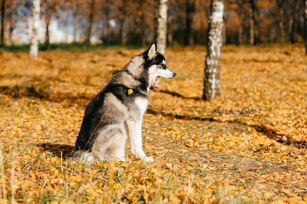 Closeup portrait of lovely fluffy mammal grey husky puppy with brown eyes. Beautiful adorable furry little dog at nature in autumn. Cute breeding pet have fun outdoor. Lonely wolfish carnivore animal - Fotoğraf, Görsel