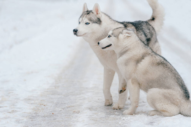 Winter portrait of lovely couple of syberian husky puppies standing on snowy road. Cute breeding male & female white dogs in love. Beautiful domestic funny pet family. Pair of playful animals friends. - Photo, image